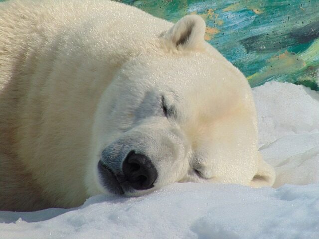 polar bear